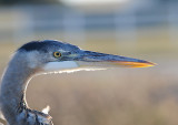 Juvenile Catching Fish VIDEO
