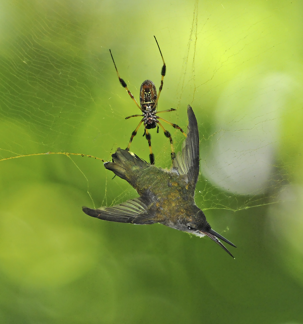 Ruby-throated Hummingbird Caught in Golden Silk Spider Web