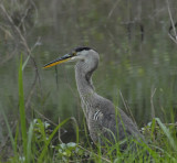 Great Blue Heron Preening Video