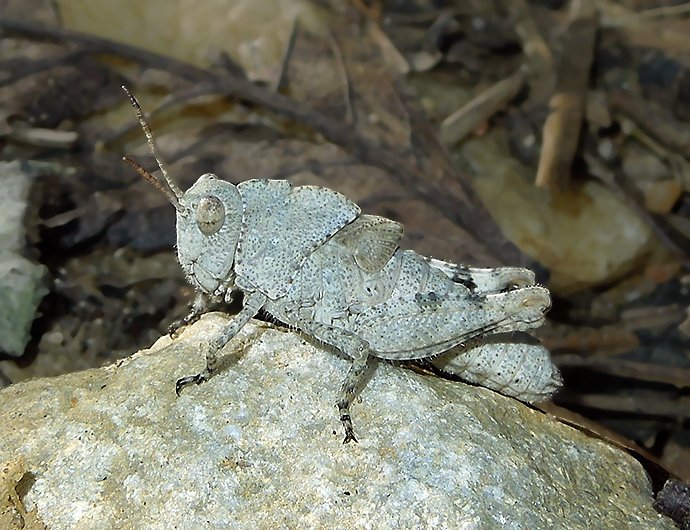 Carolina Grasshopper Nymph 