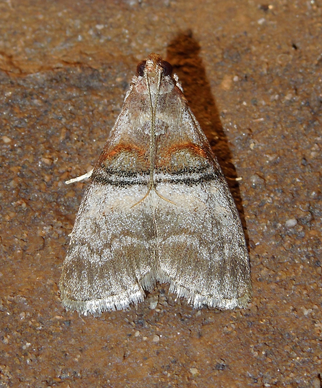 Sycamore Webworm Moth (5604)