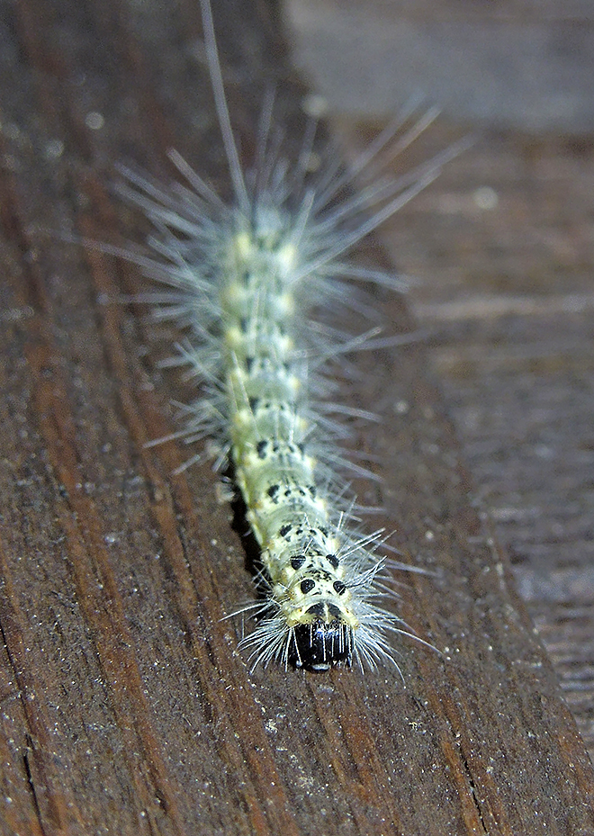 Fall Webworm Moth Caterpillar (8140) Northern Race