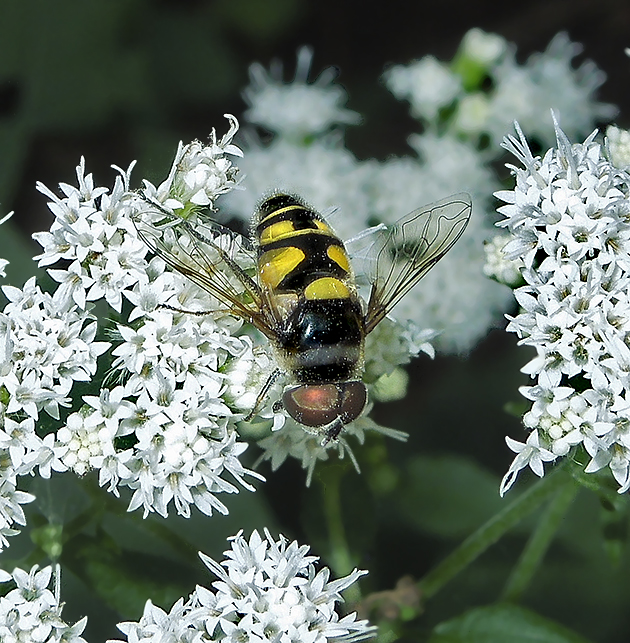 Eristalis transversa