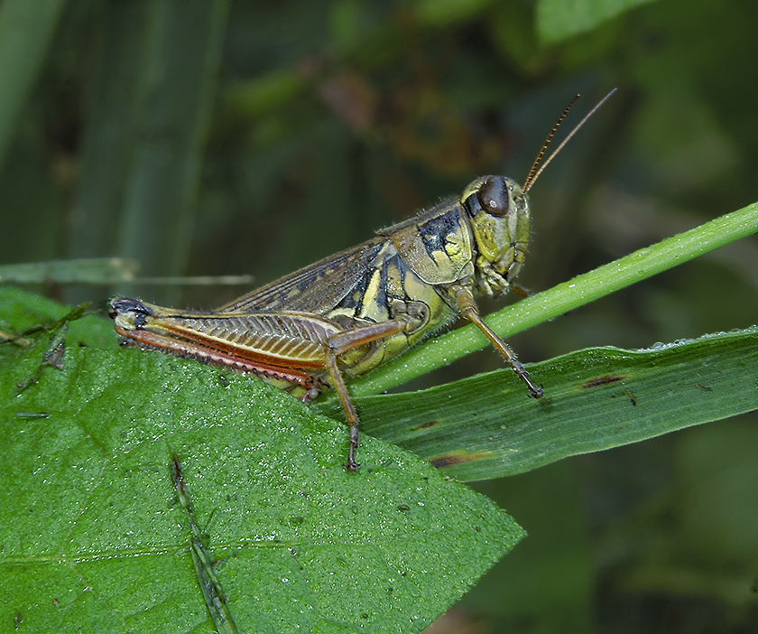 Red-legged Grasshopper 