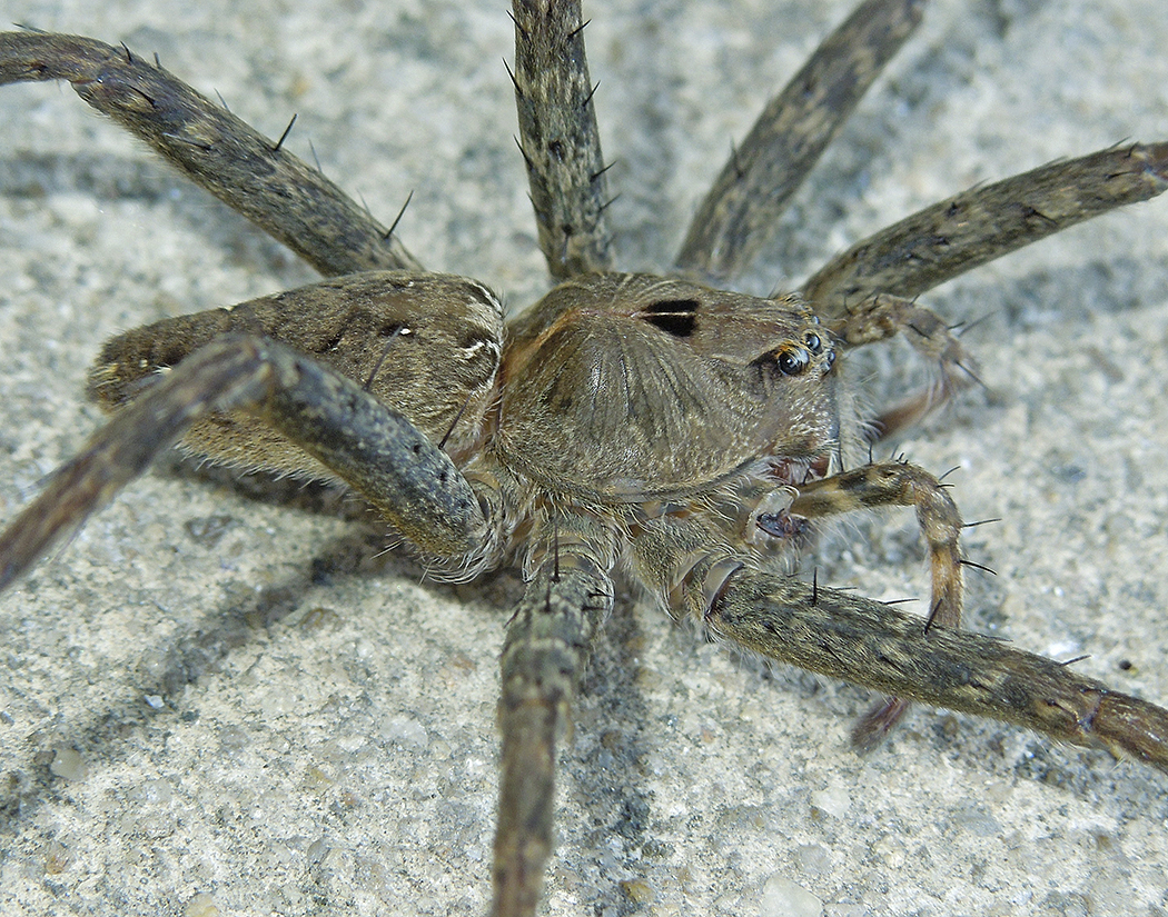 Banded Fishing Spider