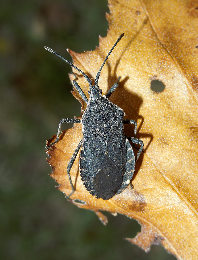 Squash Bug