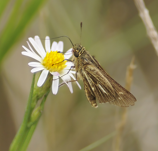 Ocola Skipper 