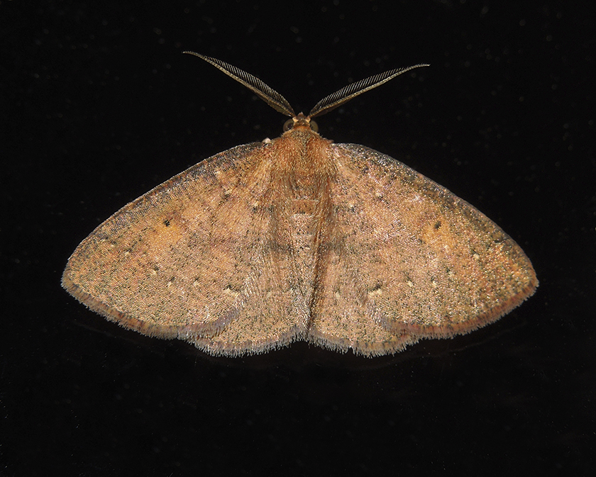 Black-dotted Ruddy Moth (6711)