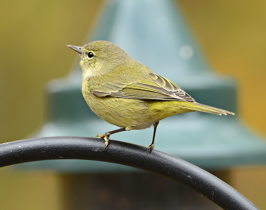 Adult Female