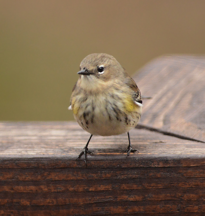 Yellow-rumped Warbler (Female)