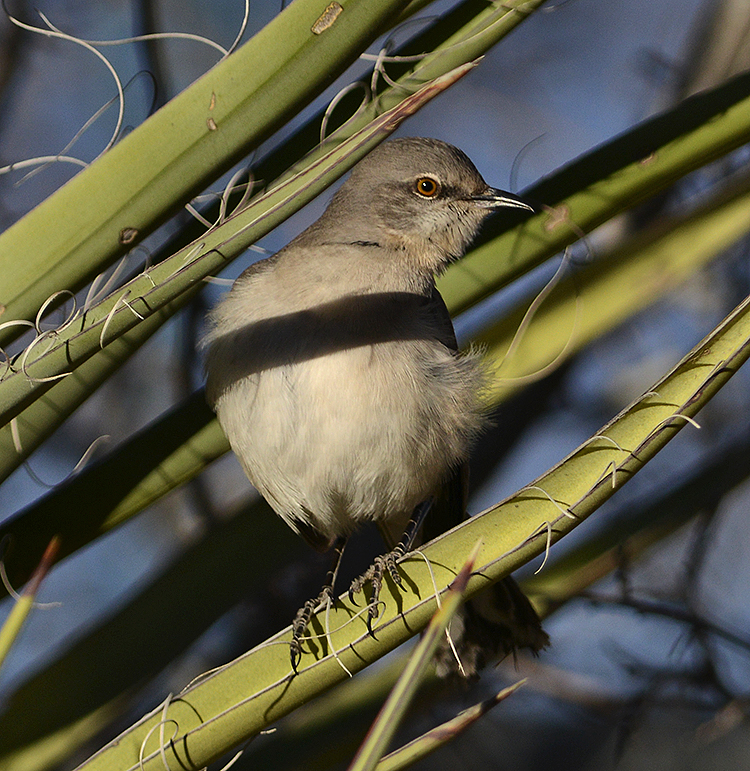 Northern Mockingbird