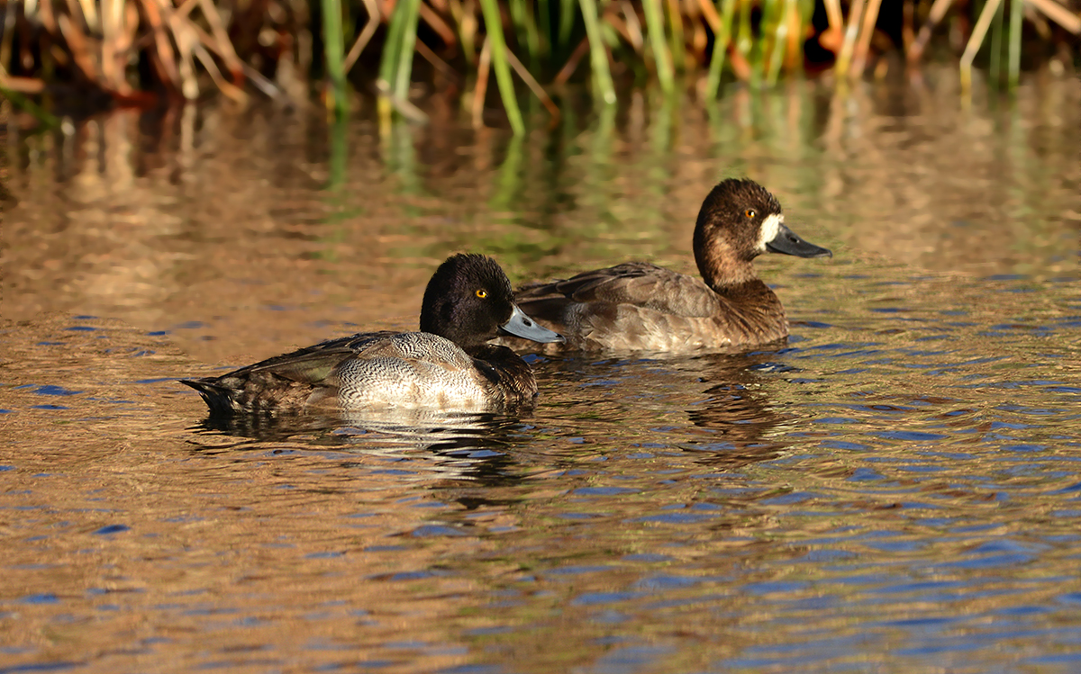 Lesser Scaup Pair