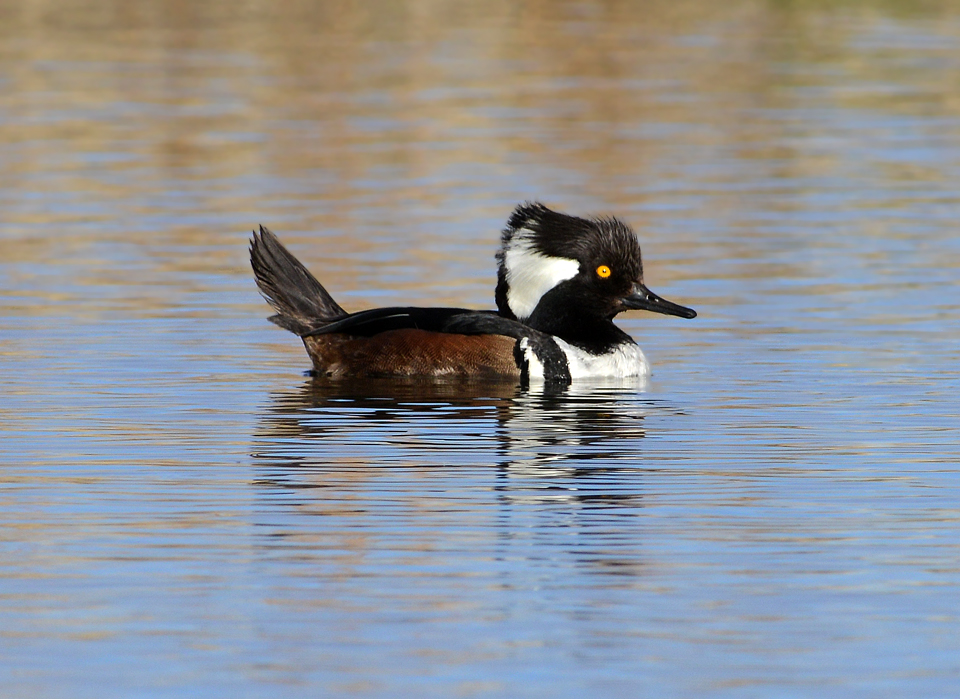 Hooded Merganser