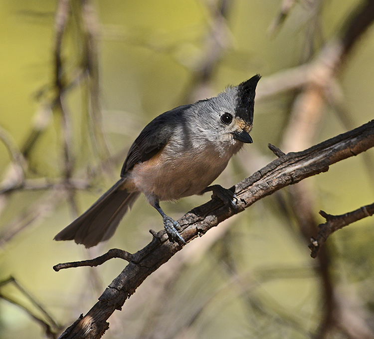 Black-crested Titmouse 