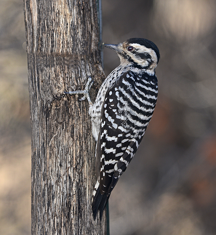 Ladder-backed Woodpecker (Female)