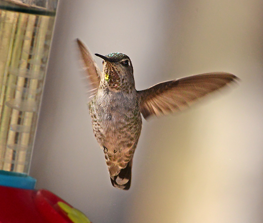 Annas Hummingbird (Adult Female)