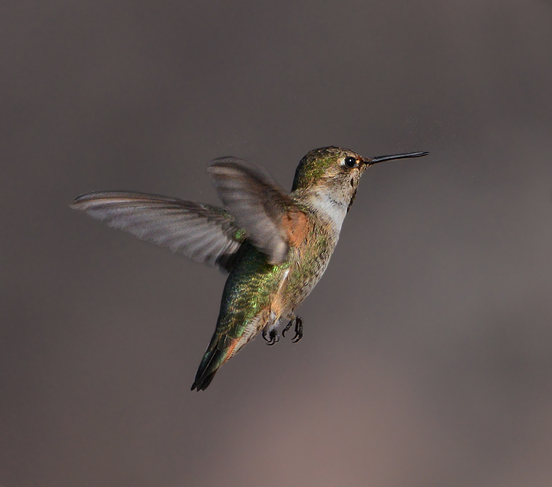 Rufous Hummingbird (Adult Female)