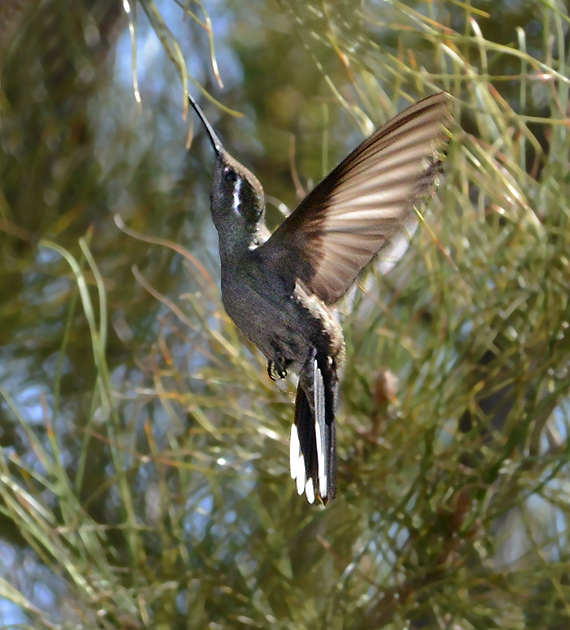 <b>Blue-throated Hummingbird</b>