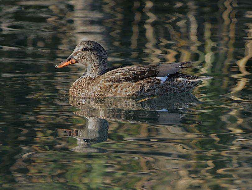 Gadwall (Female)