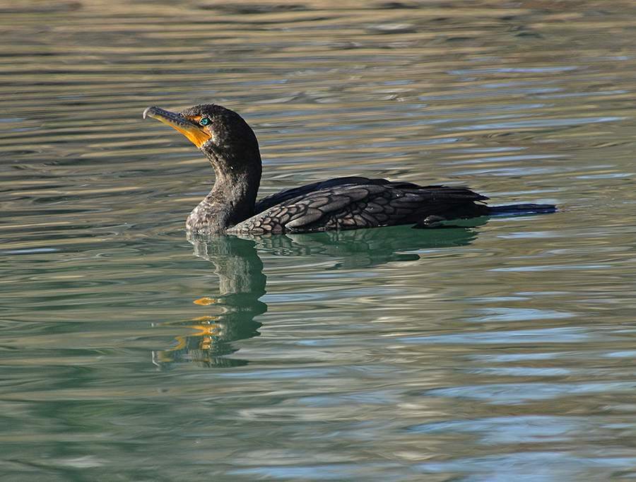 Double-crested Cormorant