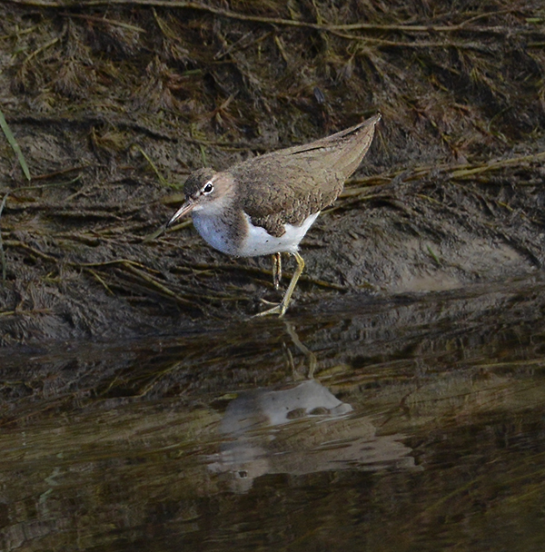 Spotted Sandpiper (Non-breeding Adult)