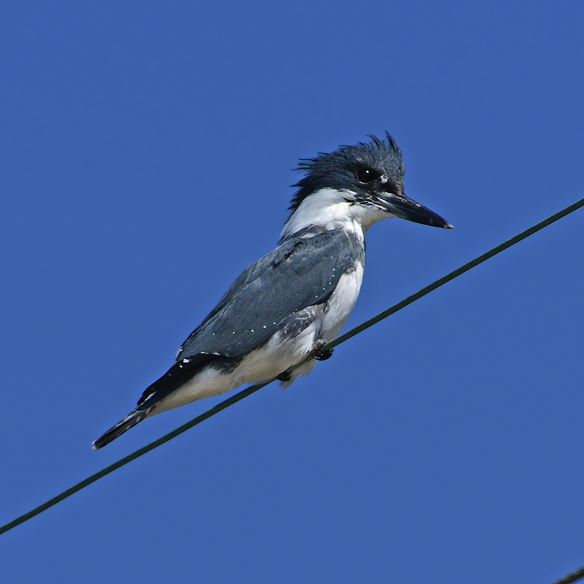 Belted Kingfisher (Male)