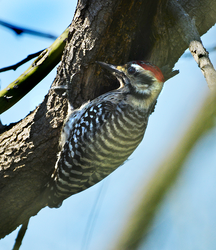 Ladder-backed Woodpecker  (Male)