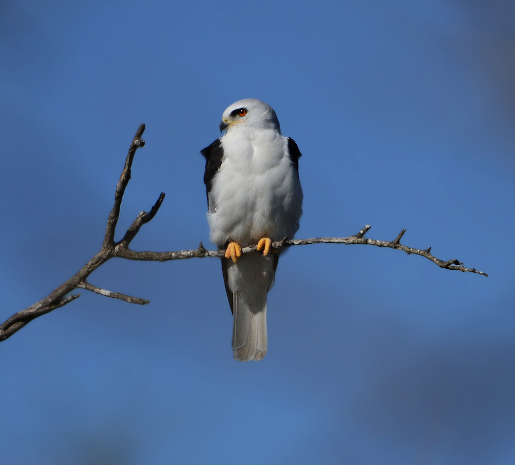 White-tailed Kite