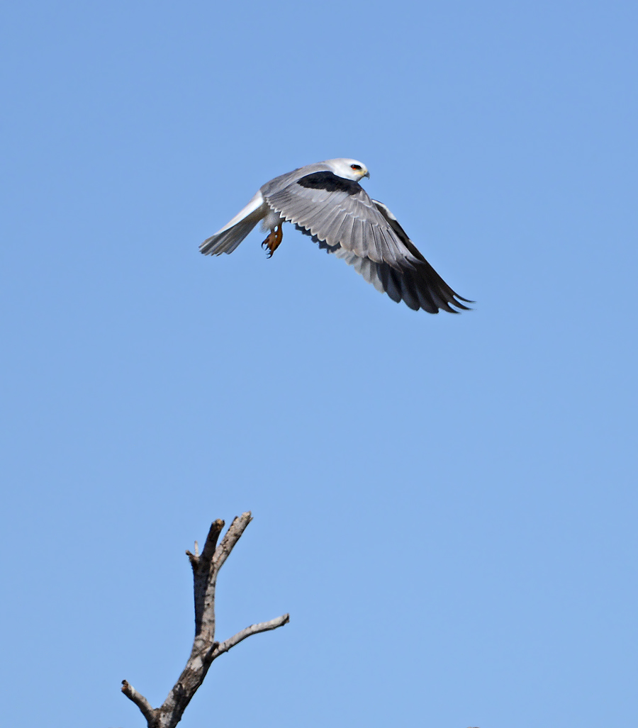 White-tailed Kite 