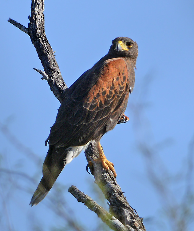 Harriss Hawk 