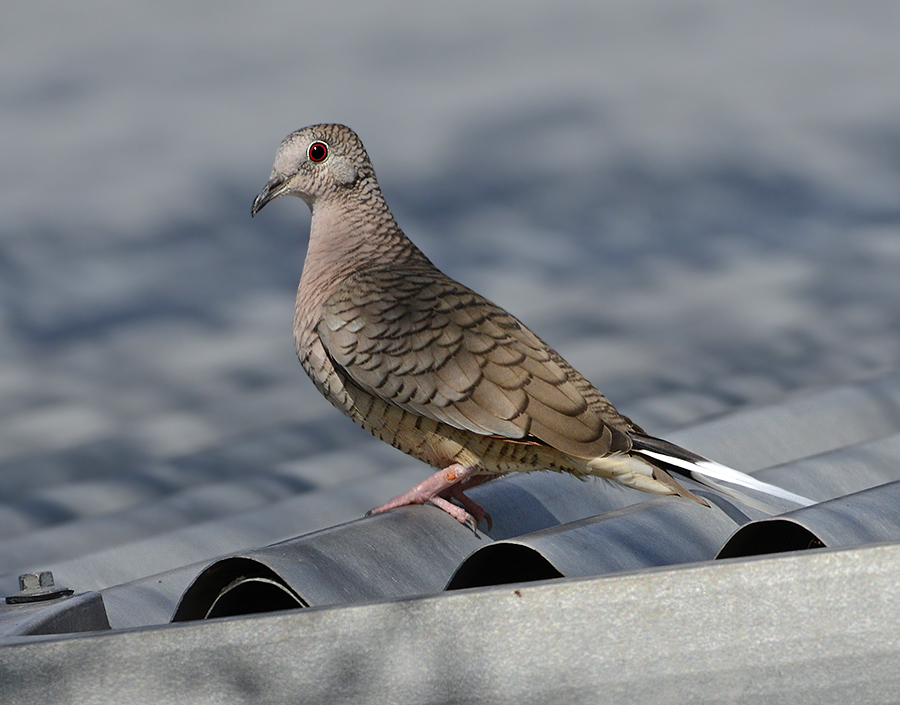 Inca Dove 