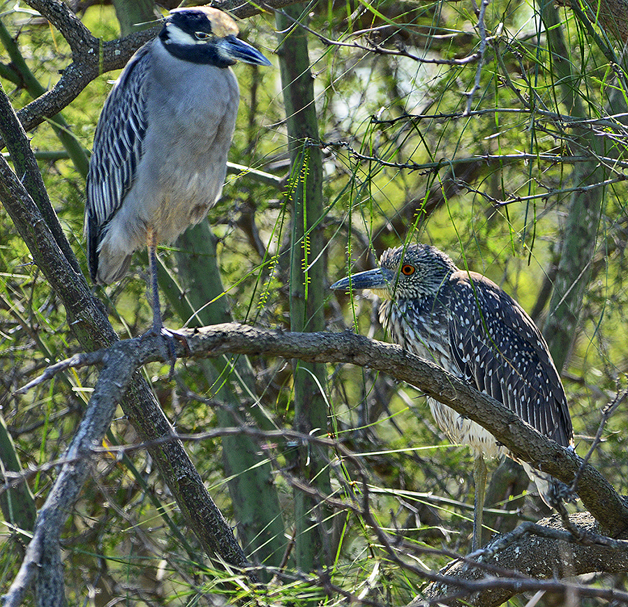 Yellow-crowned Night Herons (Adult & Juvenile)