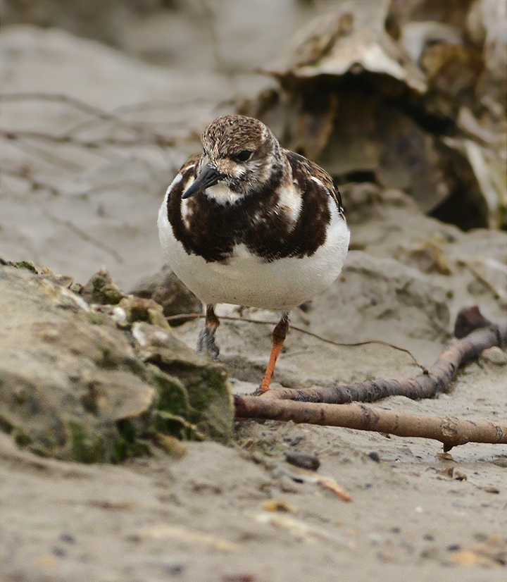 Ruddy Turnstone