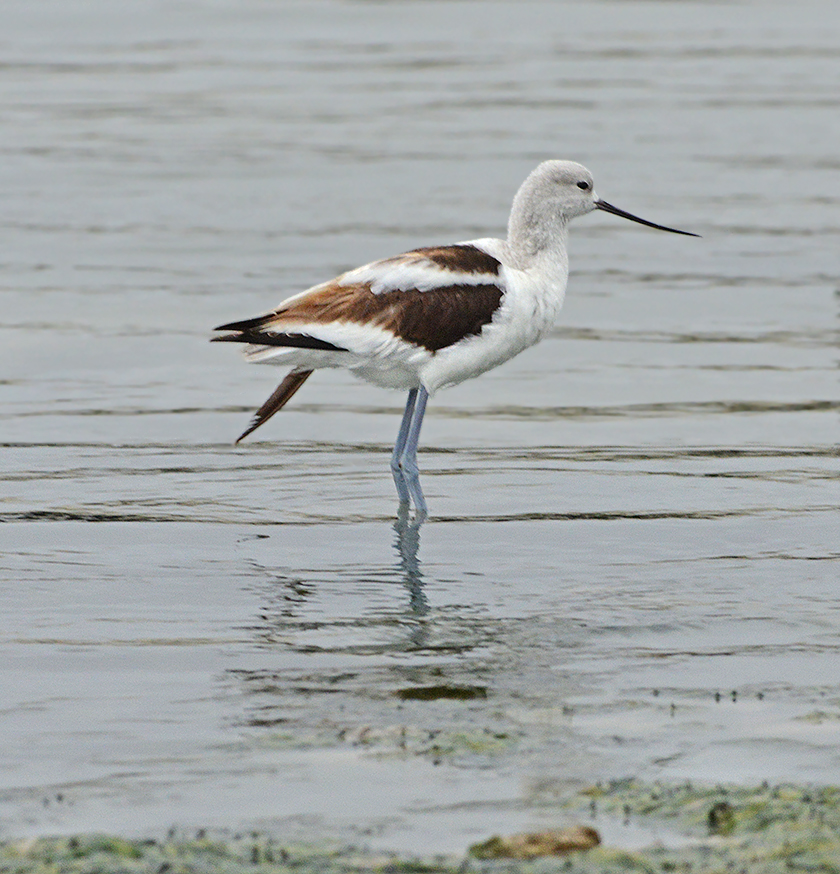 American Avocet (Non-breeding Adult)