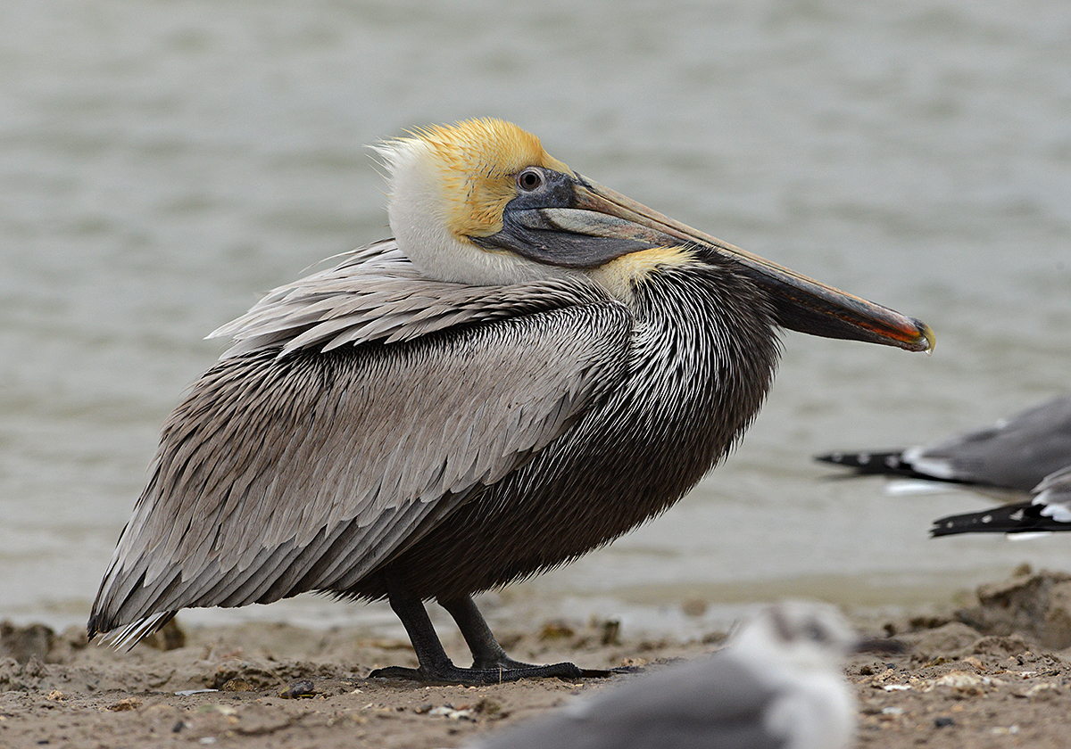 Brown Pelican  (Non-breeding Adult)