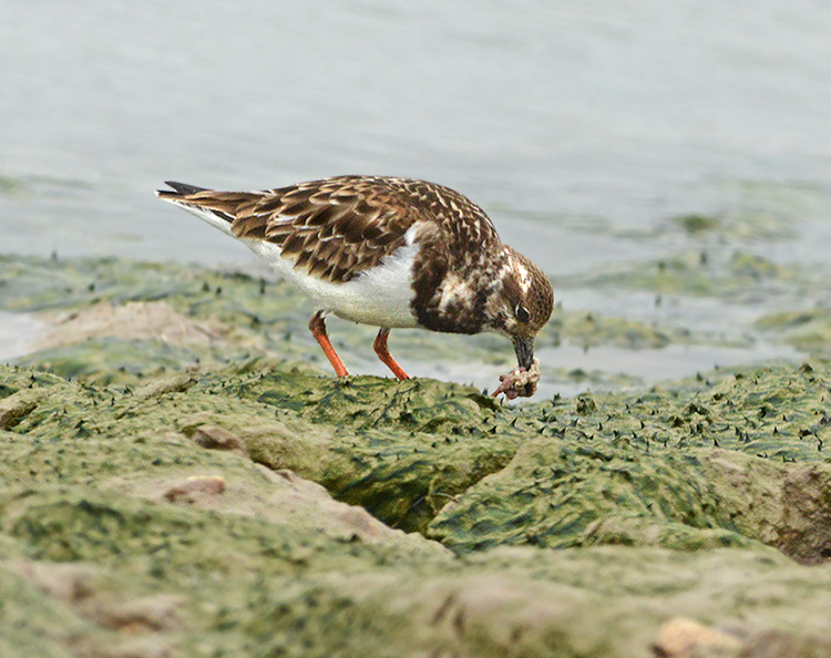 Ruddy Turnstone with Prey 
