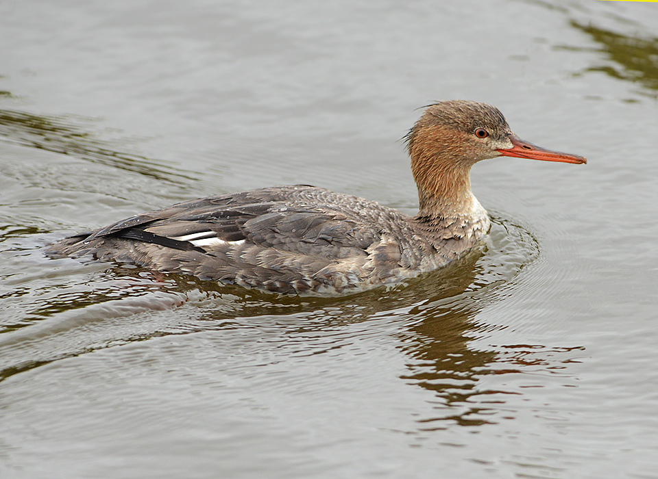 Red-breasted Merganser (Female)