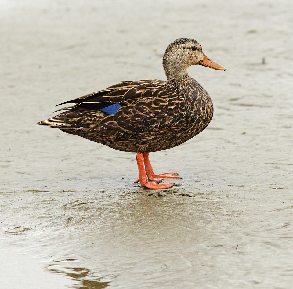 Mottled Duck 