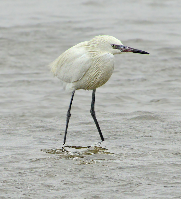 Reddish Egret (White Morph)