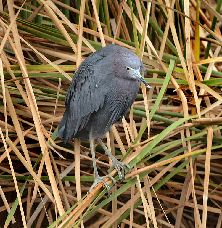 Little Blue Heron 