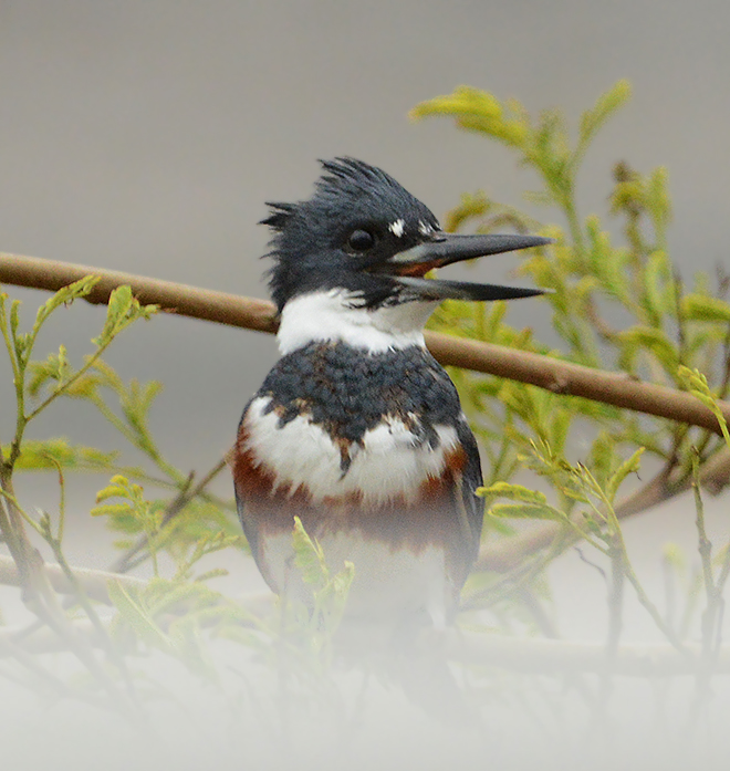 Belted Kingfisher (Female)