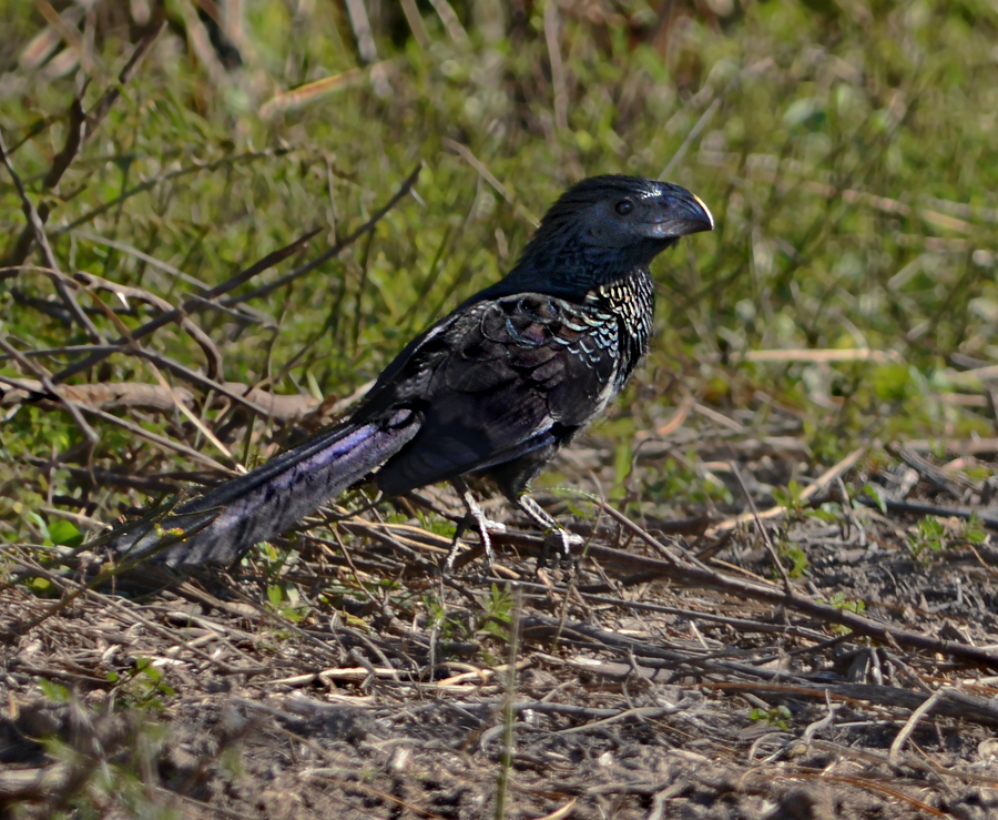 Groove-billed Ani 