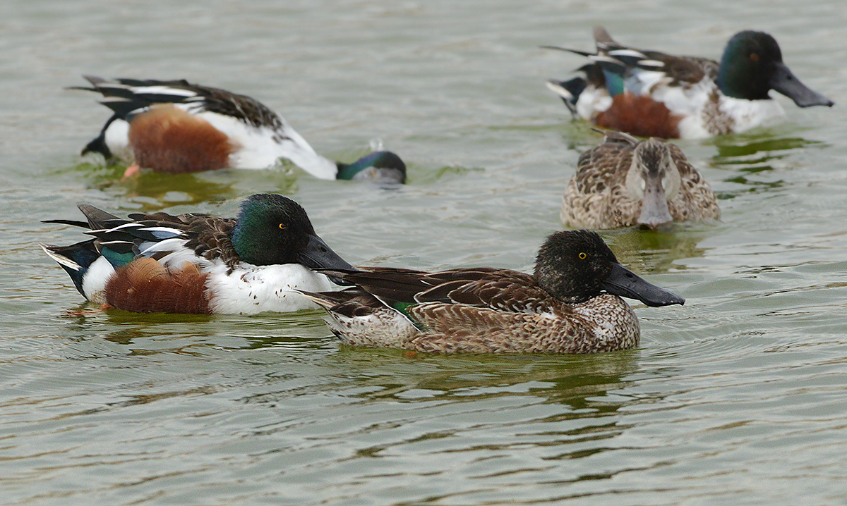 Males and One Female
