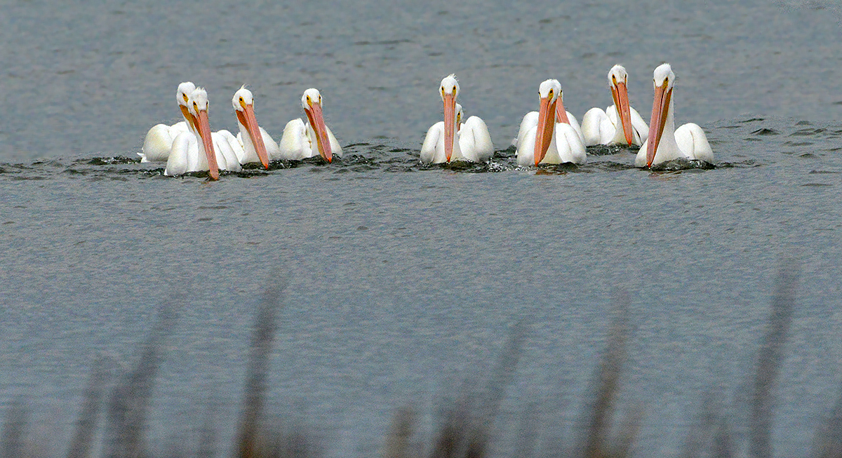 American Whitle Pelicans