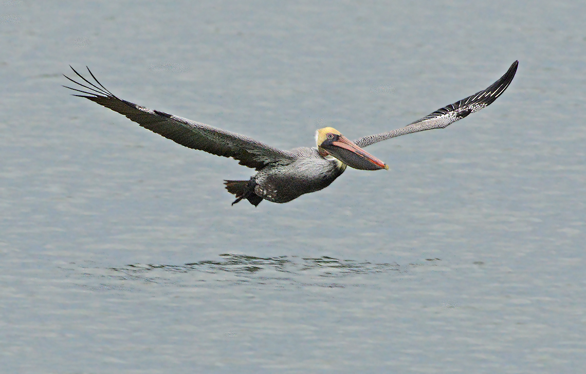 Brown Pelican 
