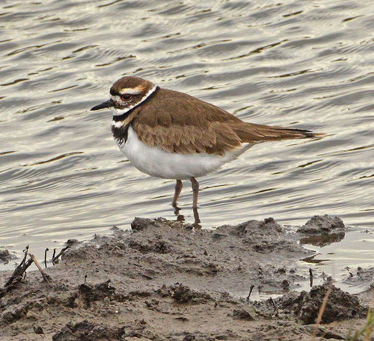 Kildeer 
