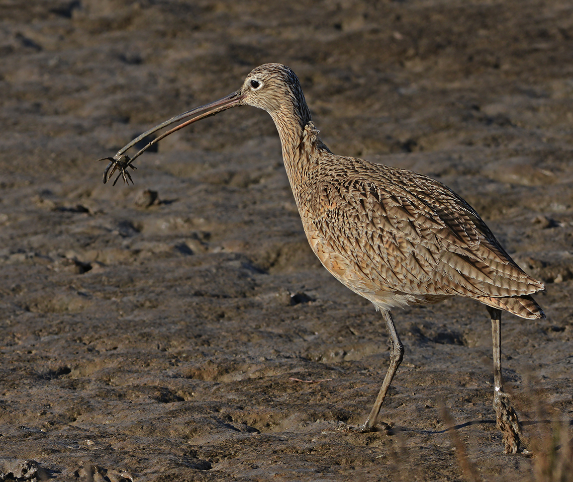 Long-billed Curlew 