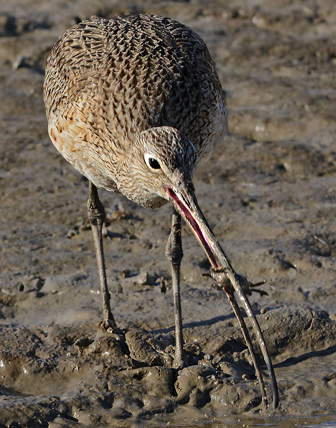 Long-billed Curlew 