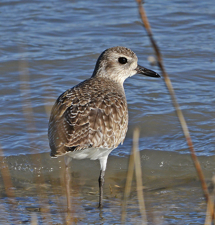 Black-bellied Plover 