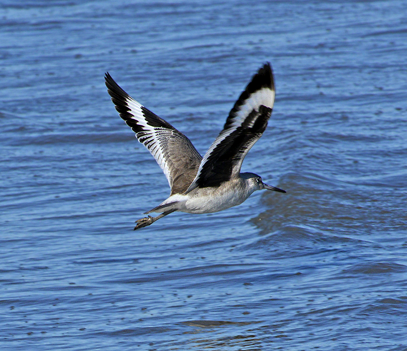 Western Sandpiper 